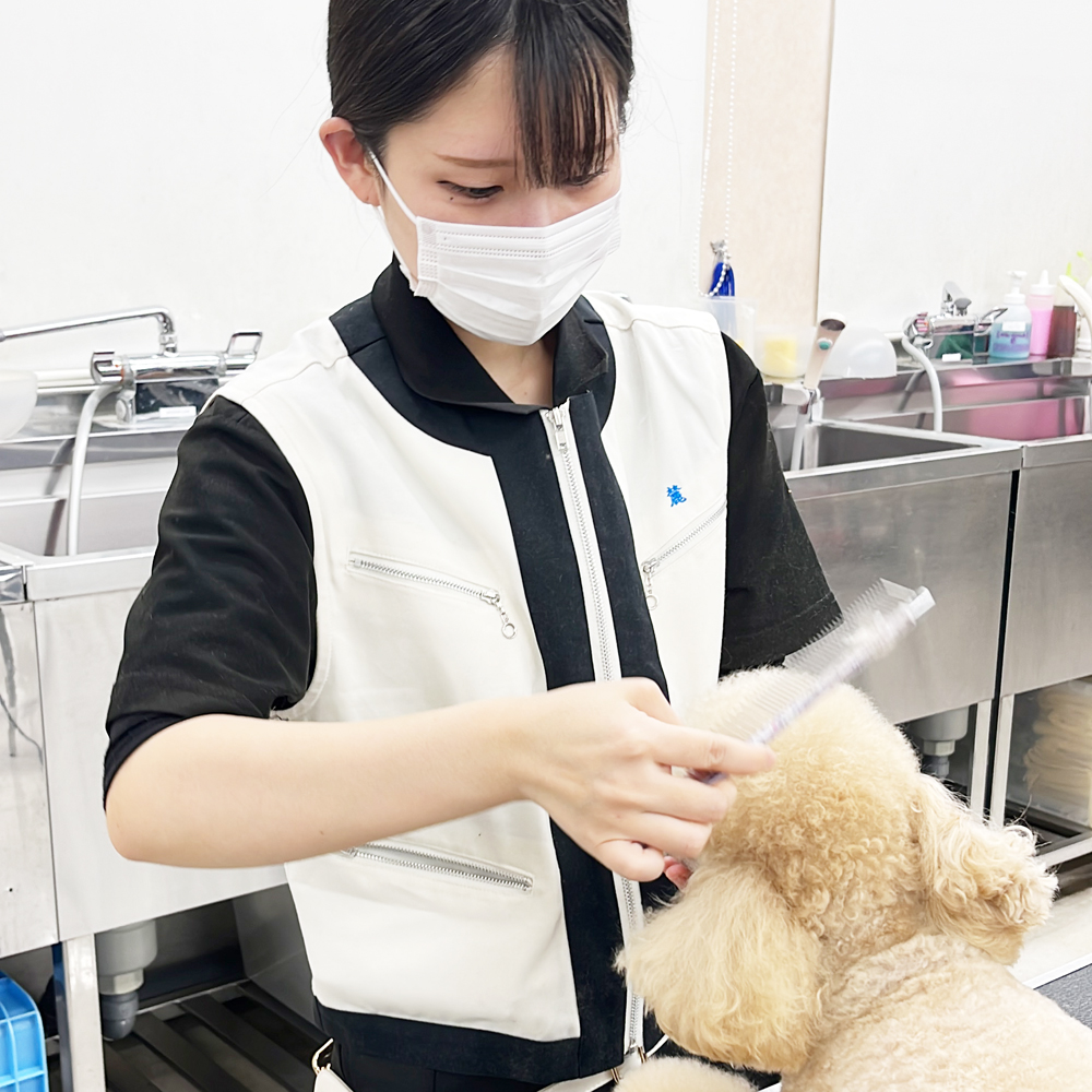 １年生の生徒が２年生のトリミングを見学♪